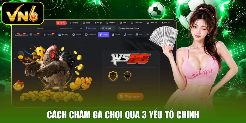 Cách chăm gà chọi qua 3 yếu tố chính