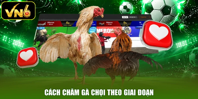 Cách chăm gà chọi theo giai đoạn